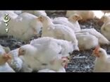 نشست مشترک وزارت جهاد کشاورزی و وزارت صنعت، معدن و تجارت برای تنظیم بازار کالاهای کشاورزی 