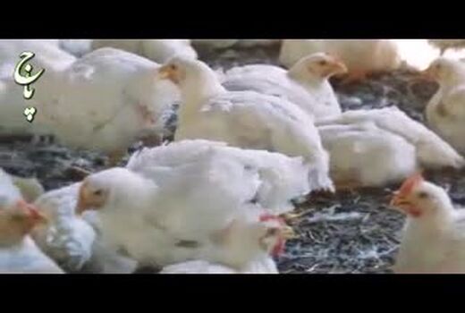 نشست مشترک وزارت جهاد کشاورزی و وزارت صنعت، معدن و تجارت برای تنظیم بازار کالاهای کشاورزی 