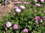 برداشت گل محمدی از گلستان های چهارمحال و بختیاری 