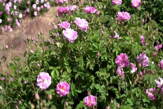برداشت گل محمدی از گلستان های چهارمحال و بختیاری 