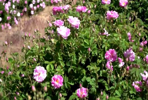 برداشت گل محمدی از گلستان های چهارمحال و بختیاری 