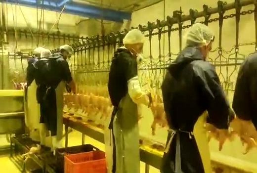 روند تولید و تامین گوشت مرغ در چهارمحال و بختیاری 