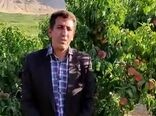 برداشت هلو از باغات شهرستان سامان 