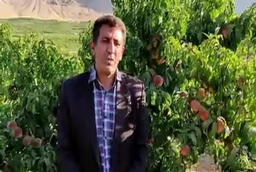 برداشت هلو از باغات شهرستان سامان 
