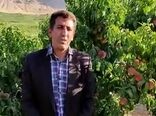 برداشت هلو از باغات شهرستان سامان 
