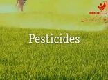جهان بدون زنبور چگونه خواهد بود؟