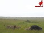 تلاش برای بقا