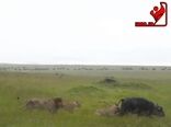 تلاش برای بقا