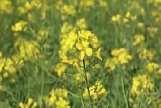 دستاوردهای وزارت جهاد کشاورزی در زمینه ارتقا بهره وری، رونق تولیدات کشاورزی و تامین امنیت غذایی به مناسبت آغاز سال زراعی 98-99