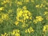 دستاوردهای وزارت جهاد کشاورزی در زمینه ارتقا بهره وری، رونق تولیدات کشاورزی و تامین امنیت غذایی به مناسبت آغاز سال زراعی 98-99
