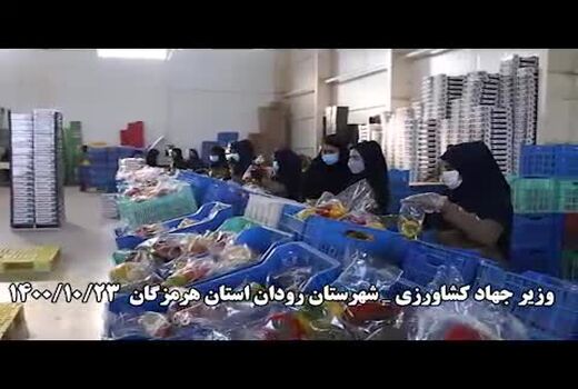 خبر خوش وزیر جهاد کشاورزی درباره صادرات فلفل دلمه ای ایران