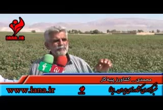 پیش بینی خوداتکایی در پنبه تا سال ۱۴۰۴
