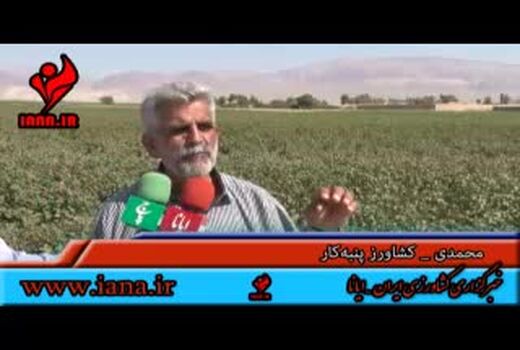 پیش بینی خوداتکایی در پنبه تا سال ۱۴۰۴