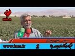 پیش بینی خوداتکایی در پنبه تا سال ۱۴۰۴