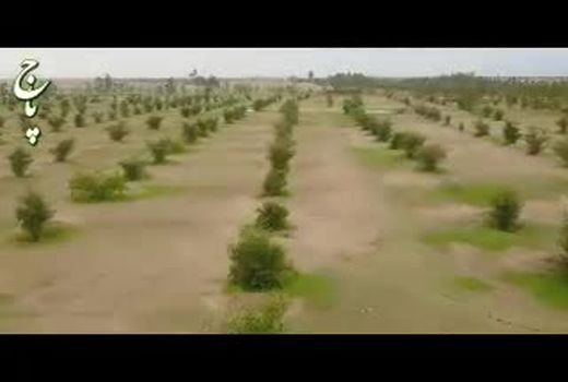 وزیر جهاد کشاورزی: غنی‌سازی 47 هزار هکتار جنگل در سال 99 