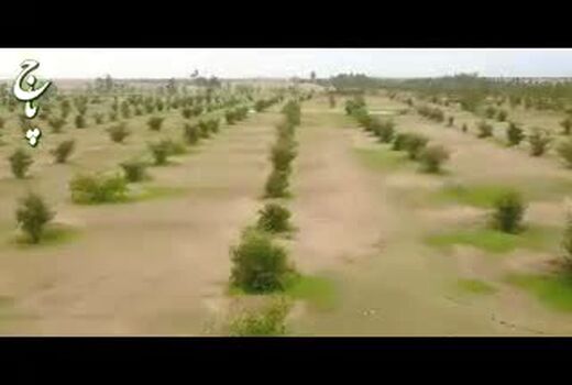 وزیر جهاد کشاورزی: غنی‌سازی 47 هزار هکتار جنگل در سال 99 
