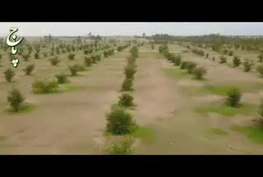 وزیر جهاد کشاورزی: غنی‌سازی 47 هزار هکتار جنگل در سال 99 