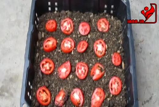 نحوه کشت و تولید گوجه فرنگی در منزل