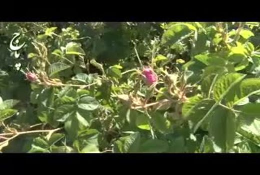 نشست هم اندیشی وزیر جهاد کشاورزی با مدیران سازمان جنگلها