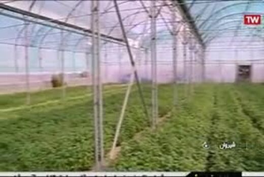 توسعه کشت گلخانه‌ای در استان سمنان هدف گذاری شده است