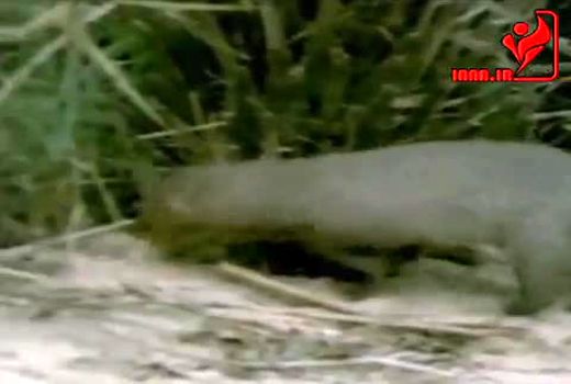 لحظه شکار مار کبری توسط موش خرما