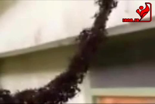 پل زدن مورچه ها برای انتقال عسل یک کندو!