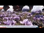 صحبت های وزیر جهاد کشاورزی در مورد خرید تضمینی زعفران