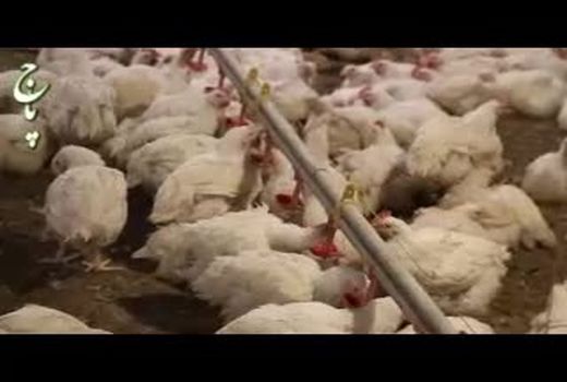 دیدار وزیر جهاد کشاورزی با تشکل ها و اتحادیه های دامی کشور