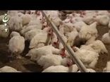 دیدار وزیر جهاد کشاورزی با تشکل ها و اتحادیه های دامی کشور