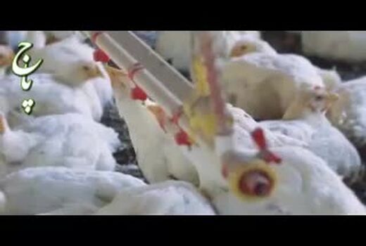 رضایی: تامین مرغ تا کشتارگاه‌ بر عهده وزارت جهاد کشاورزی است 
