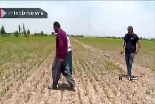 خشکه کاری برنج