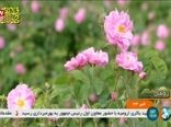 دومین کنفرانس بین‌المللی گل محمدی در کاشان برگزار شد