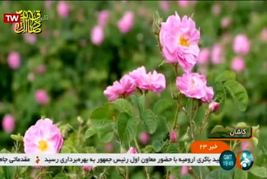 دومین کنفرانس بین‌المللی گل محمدی در کاشان برگزار شد