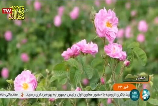دومین کنفرانس بین‌المللی گل محمدی در کاشان برگزار شد