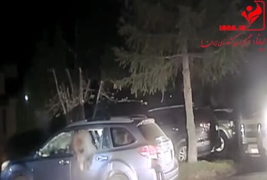 نجات خرس از داخل خودرو توسط پلیس