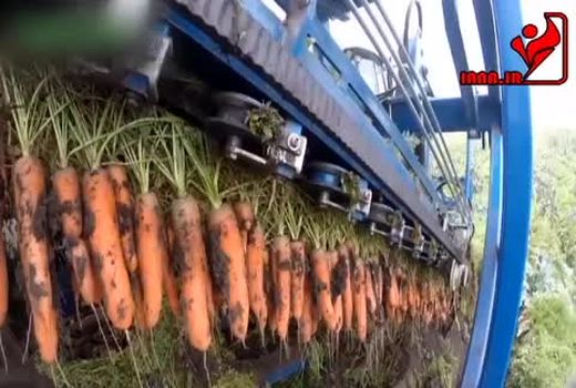 برداشت مکانیزه هویج