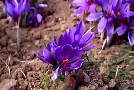 کاشت، داشت و برداشت طلای سرخ در مزارع چهارمحال و بختیاری