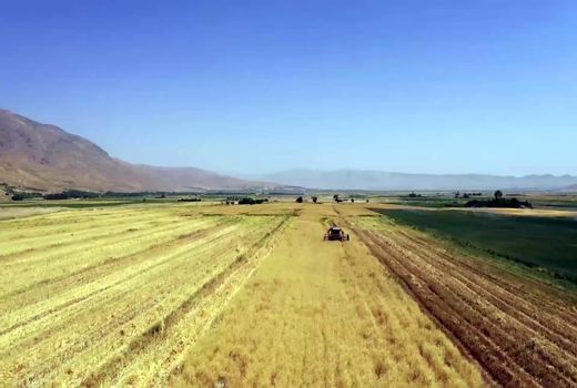 معرفی تولید کننده نمونه کلزا در استان چهارمحال و بختیاری