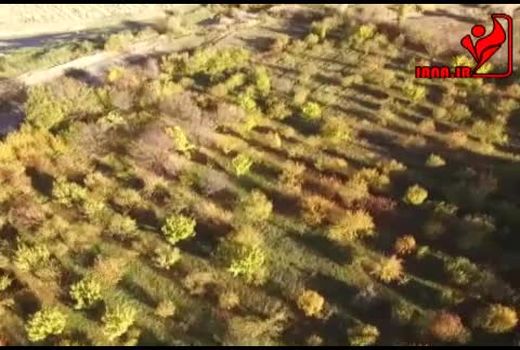 احداث باغات جدید در استان زنجان
