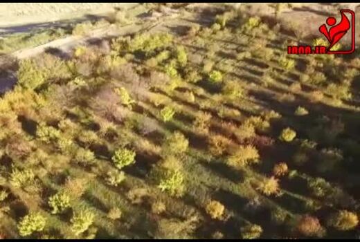 احداث باغات جدید در استان زنجان