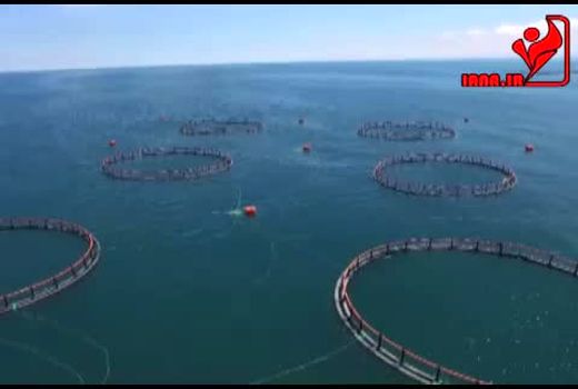 چرخه پرورش ماهی در قفس