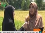 افزایش خوداتکایی در تولید برنج با بهره گیری از ارقام پربازده و زودرس
