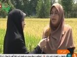 افزایش خوداتکایی در تولید برنج با بهره گیری از ارقام پربازده و زودرس