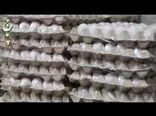 آغاز توزیع هوشمند شکر، روغن و برنج از امروز  