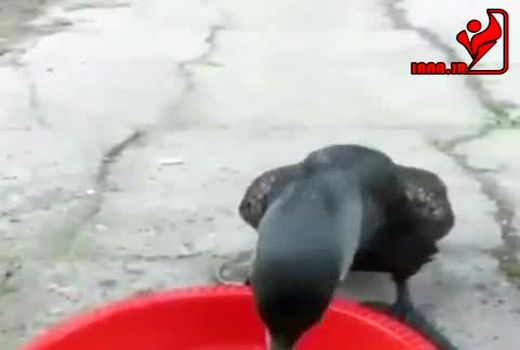 شگفتی‌های طبیعت