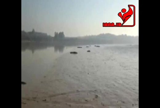 فرار تمساح ها از ترس هواپیما