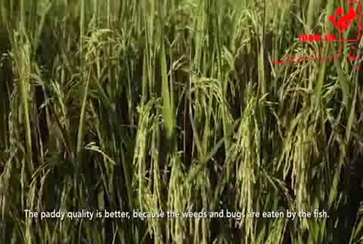 پرورش ماهی در شالیزار 