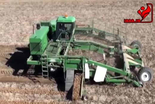 برداشت و بسته بندی مکانیزه سیب زمینی