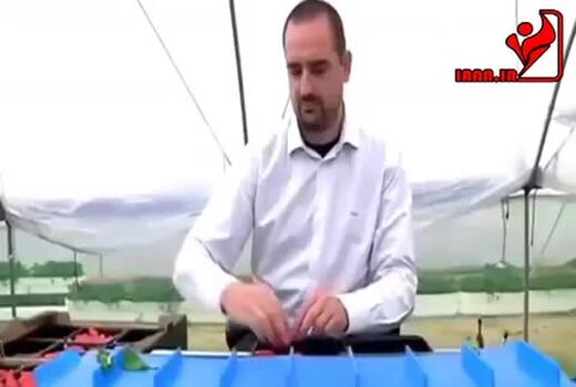 کاهش ضایعات توت فرنگی با برداشت مکانیزه