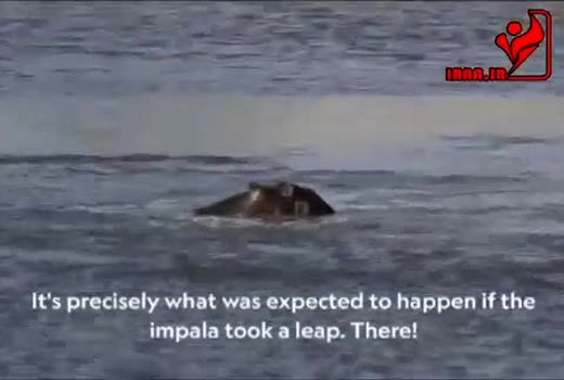 جدال کروکودیل و اسب آبی برای شکار